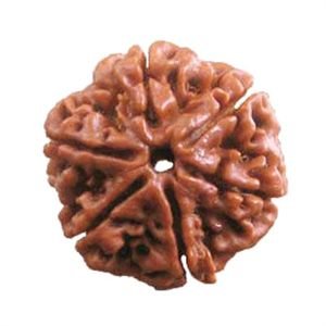 6 Mukhi Rudraksh  (6 मुखी रुद्राक्ष) | Size 20 mm