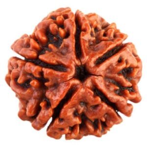5 Mukhi Rudraksa (5 मुखी रुद्राक्ष) | Size 20 mm