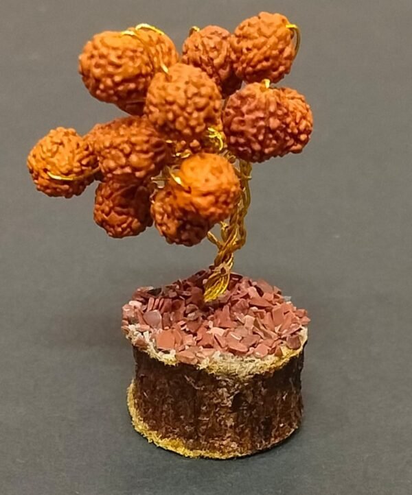 Rudraksha Tree Jyotishshop 600x722