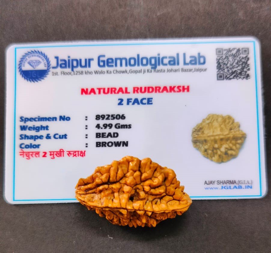2 Mukhi Certified Rudraksha With Certificate (सर्टिफाइड 2 मुखी रुद्राक्ष ) | Weight 4.99 gm