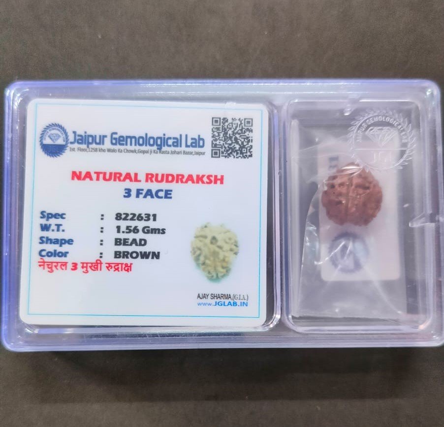 3 Mukhi Certified Rudraksha With Certificate (सर्टिफाइड 3 मुखी रुद्राक्ष )