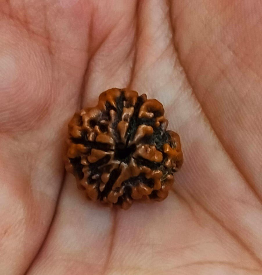 4 Mukhi Certified Rudraksha With Certificate (सर्टिफाइड 4 मुखी रुद्राक्ष )
