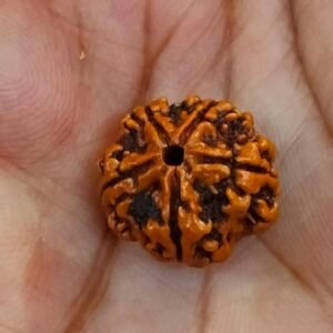 5 Mukhi Certified Rudraksha With Certificate (सर्टिफाइड 5 मुखी रुद्राक्ष )