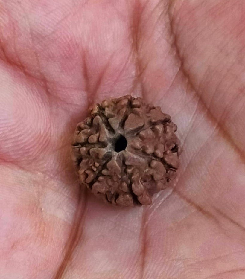 7 Mukhi Certified Rudraksha With Certificate (सर्टिफाइड 7 मुखी रुद्राक्ष )
