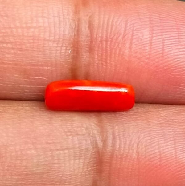 Certified Coral Munga Stone (मूंगा स्टोन), Weight 2.80 carat Coral Munga Stone Jyotishshop 600x605