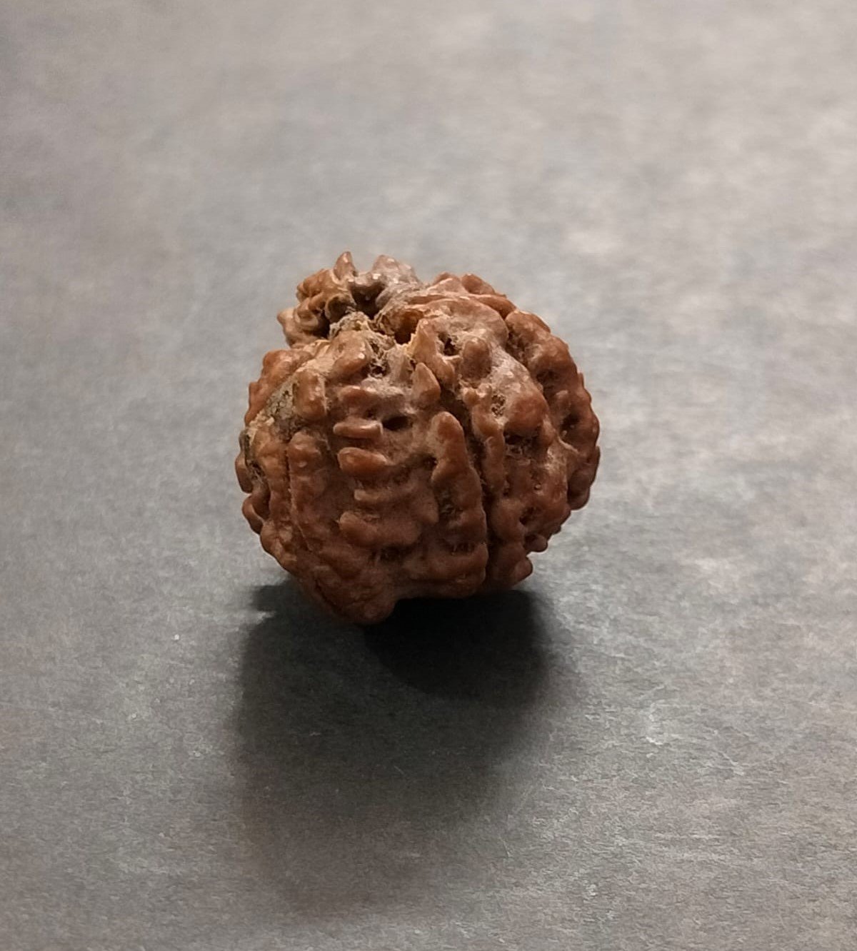 Ganesh Rudraksh(गणेश रुद्राक्ष), Size 16 mm